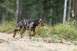 BEAUCERON - PUPPIES 101